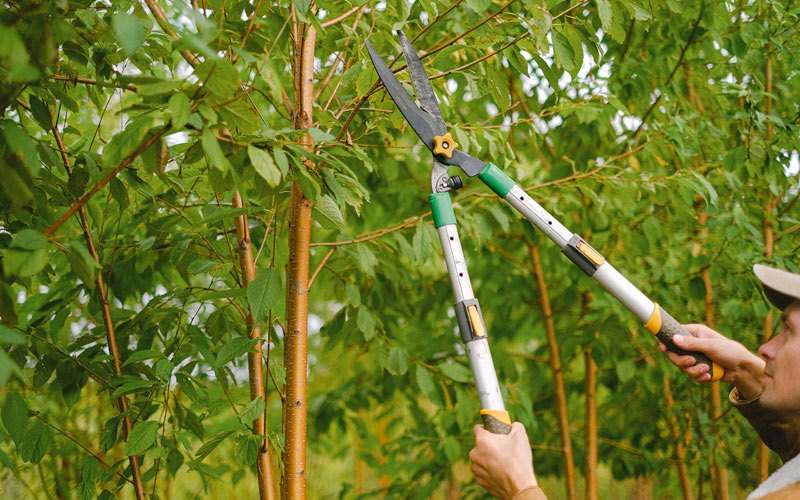 Tree trimming in Wardensville, WV